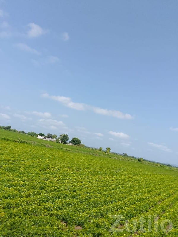 Fertile Irrigated Farmland for Sale - Land & Plots - Manavadar - Image 3