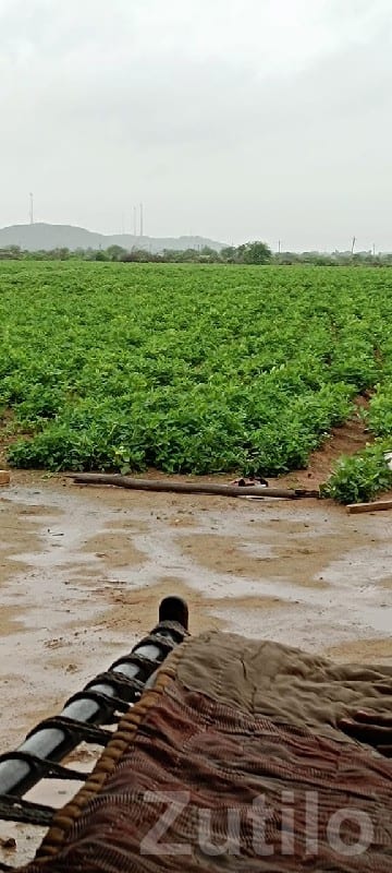 Green Fertile Agriculture Land Plot Sale - Land & Plots - Jamjodhpur - Image 2