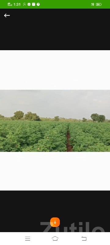 40 Vigha Fertile Agriculture Land Plot