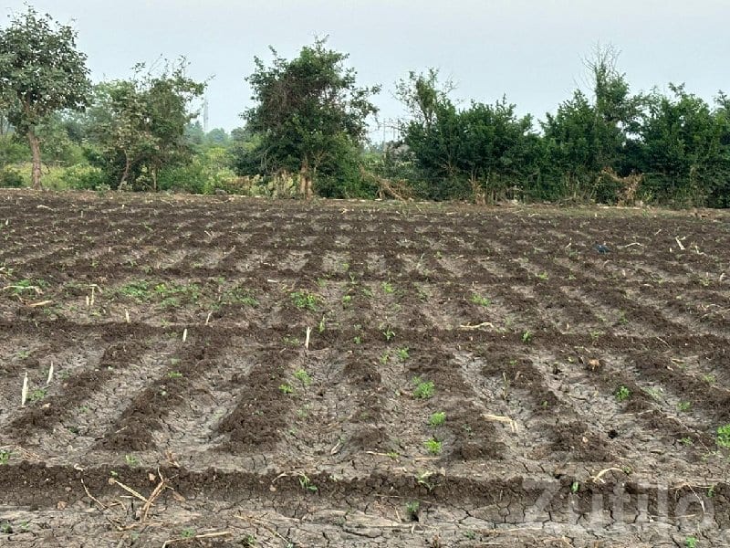 Kodinar 41 Gutha Fertile Farm Land Plot Kodinar 41 Gutha Fertile Farm Land Plot