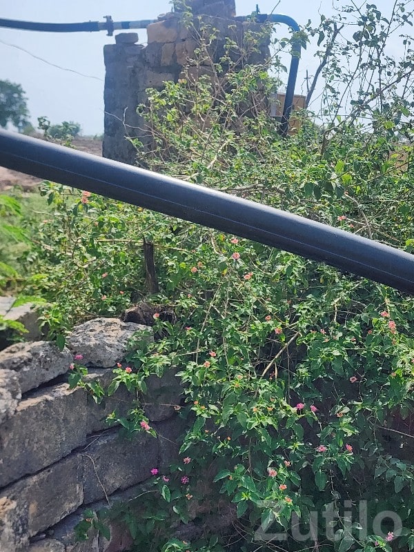 12 Vigha Irrigated Farmland Plot - જમીન અને પ્લોટ - ધોરાજી - Image 2