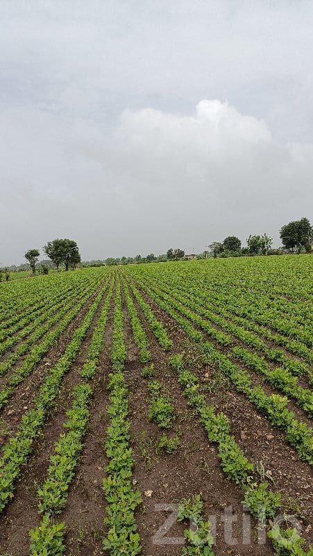 Keshod Roadside Plot with Godown Shed - Land & Plots - Keshod - Image 3