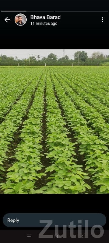 Kodinar 41 Gutha Fertile Farm Land Plot - Land & Plots - Kodinar - Image 3