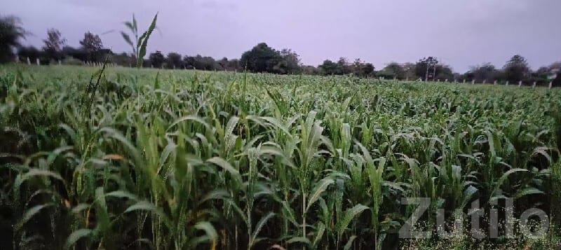 Fertile Agricultural Land in Mendarda Fertile Agricultural Land in Mendarda