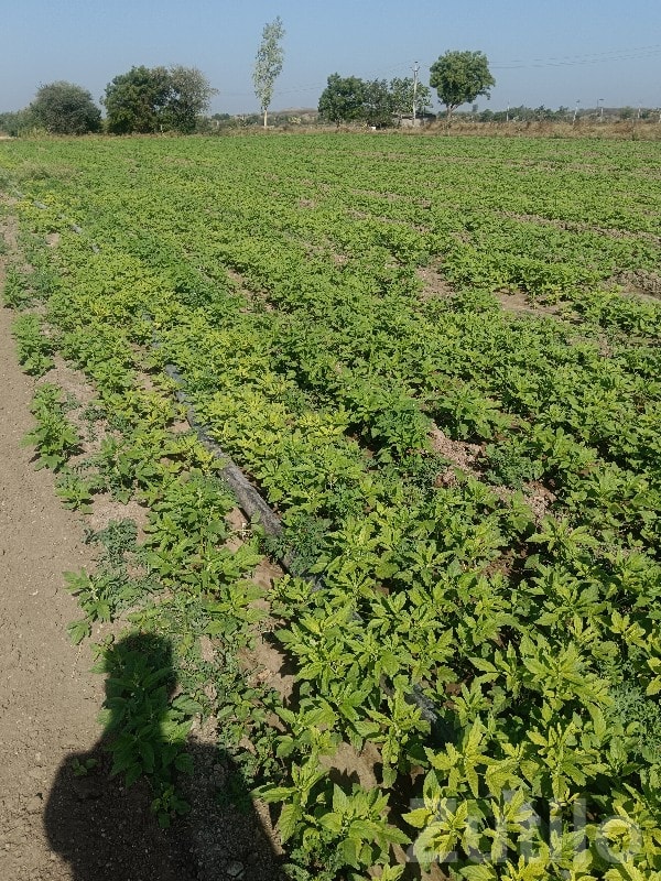 Fertile Agricultural Land with Crop Field - Land & Plots - Lalpur - Image 2