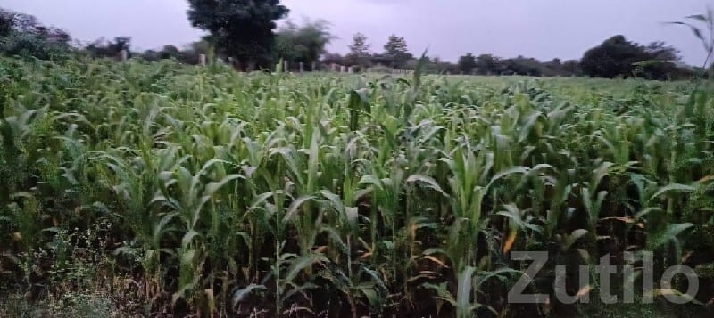 Fertile Agricultural Land in Mendarda - Land & Plots - Mendarda - Image 2