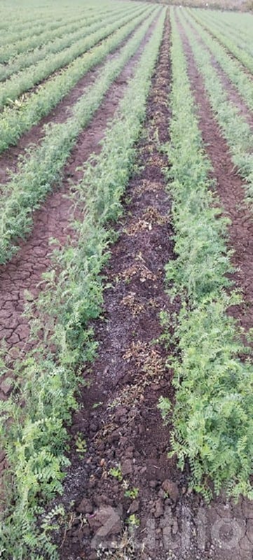 Fertile Agricultural Land Wanted