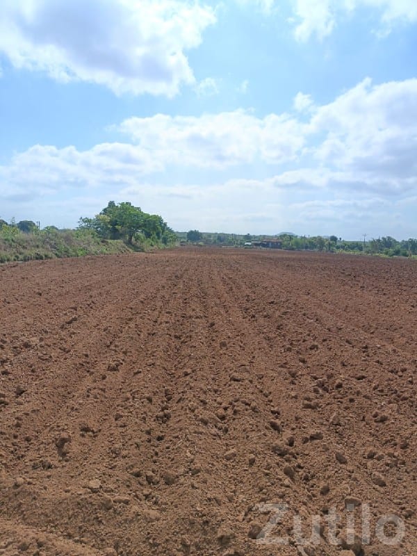 25 વિઘા ખેતી જમીન પ્લોટ વેચાણ માટે - Land & Plots - Mendarda - Image 3