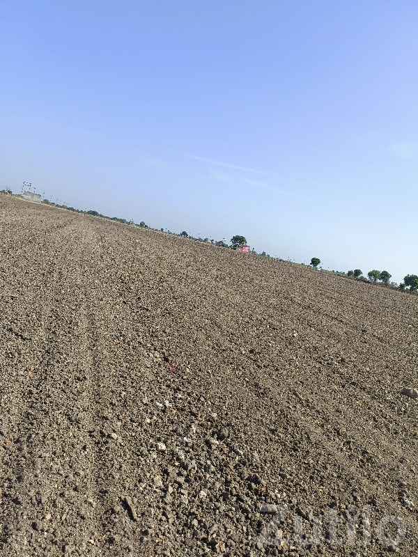 14.5 Vigha Open Agricultural Land Plot - Land & Plots - Manavadar - Image 2