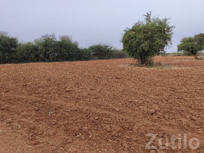 Rapar Roadside Farm Plot for Sale - જમીન અને પ્લોટ - રાપર - Image 2