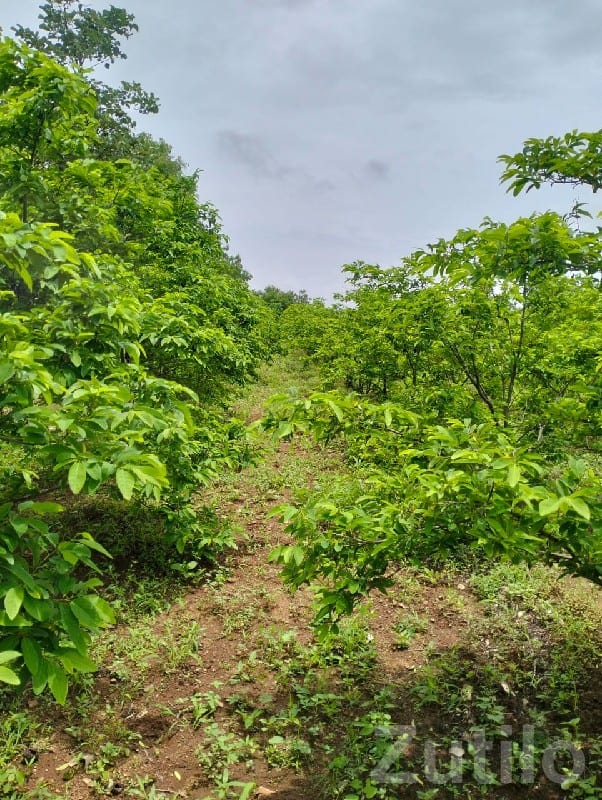 Green Agricultural Land in Mendarda Green Agricultural Land in Mendarda