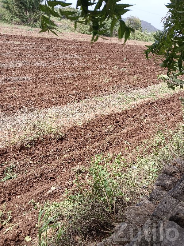 Fertile Agricultural Land in Bhanvad