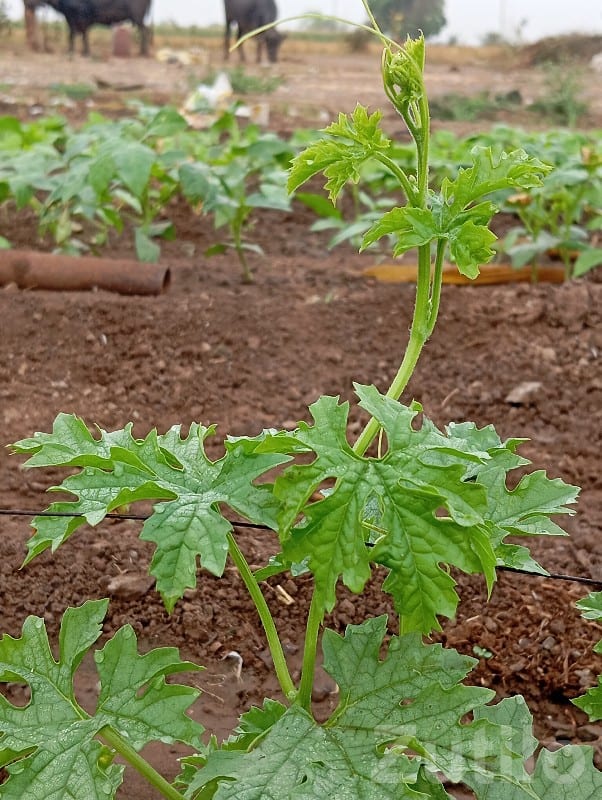 Fertile Agricultural Land for Farming Fertile Agricultural Land for Farming