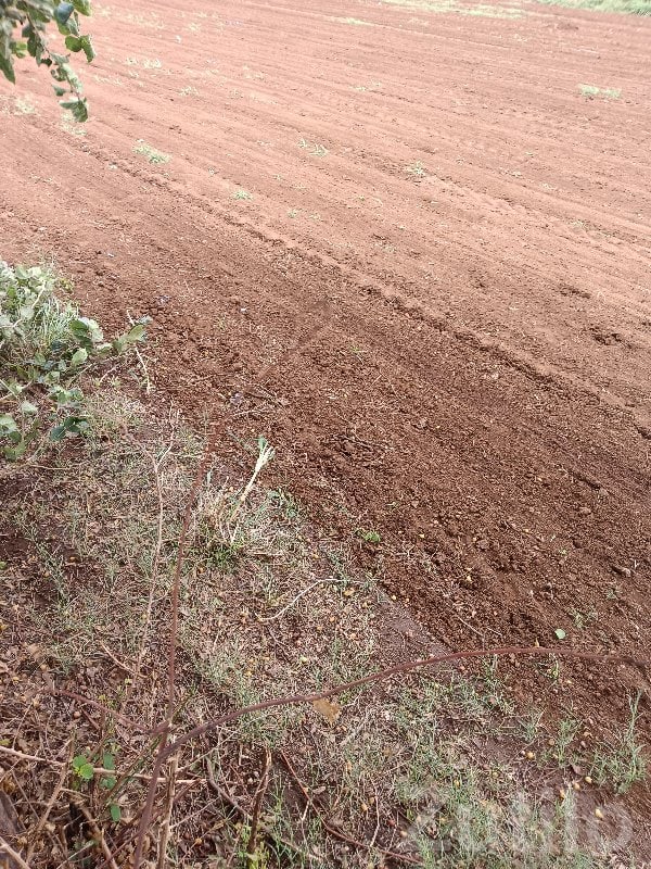 Fertile Agricultural Land in Bhanvad - Land & Plots - Bhanvad - Image 2