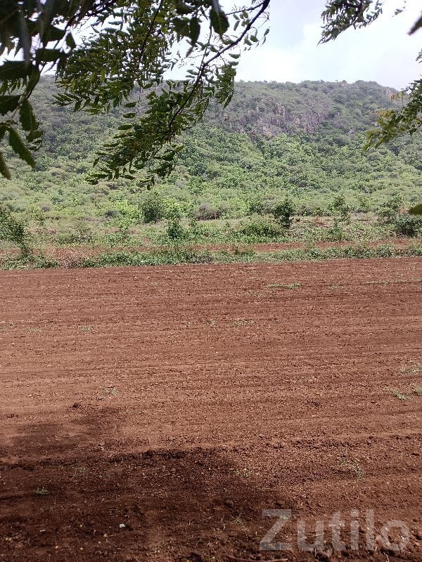 Fertile Agricultural Land in Bhanvad - Land & Plots - Bhanvad - Image 3
