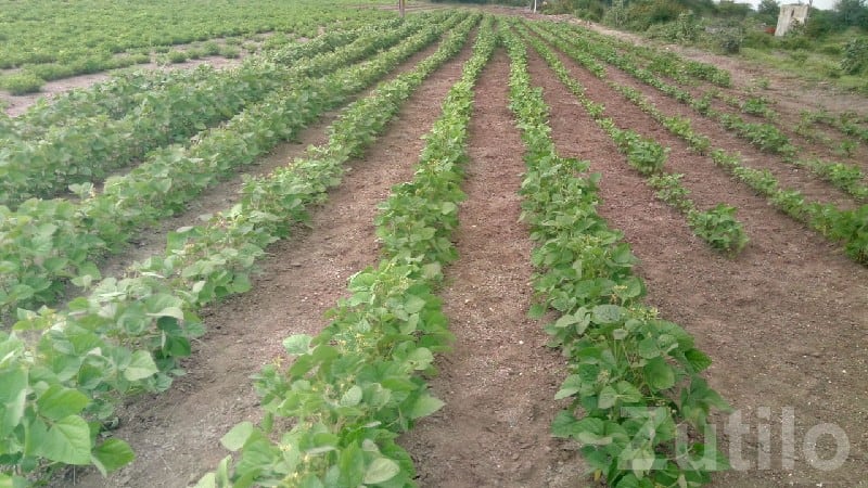 Fertile Agricultural Land in Rajkot