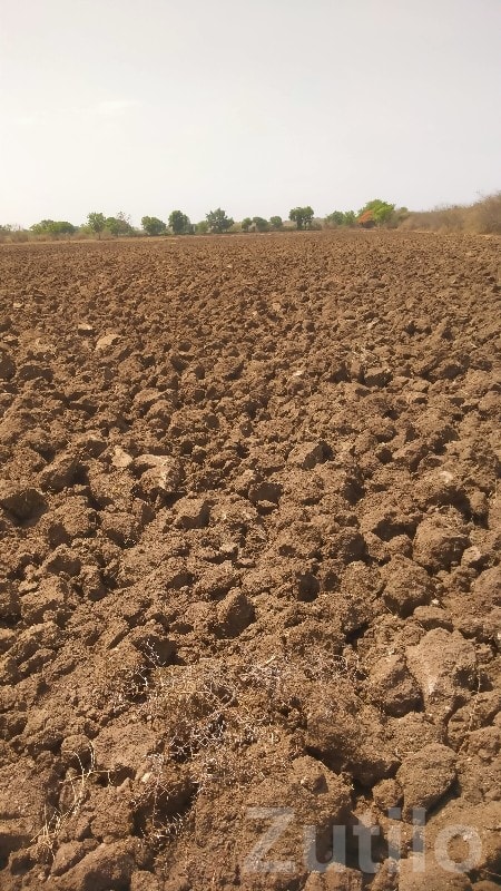Fertile Agricultural Land for Sale - Land & Plots - Visavadar - Image 3