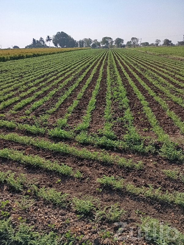 Fertile Agricultural Land in Talala - Land & Plots - Talala - Image 2