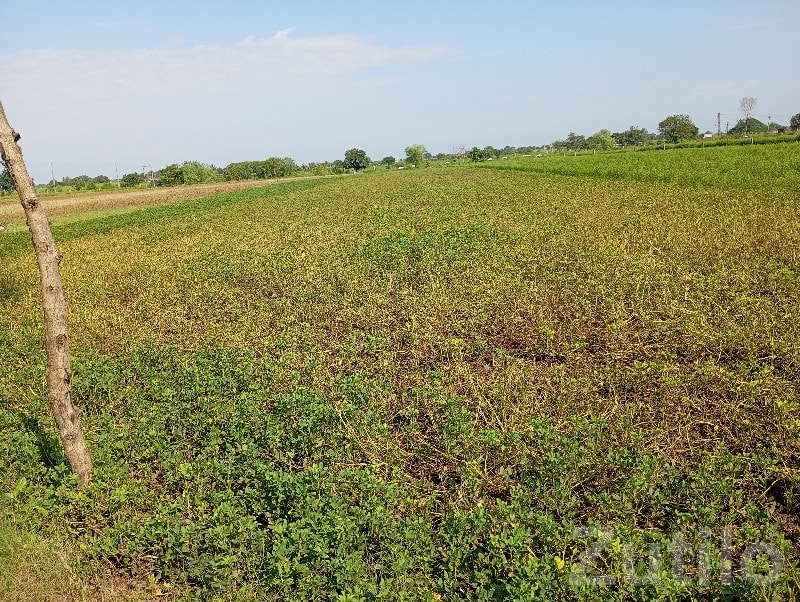 Fertile Agricultural Land in Talala - Land & Plots - Talala - Image 3