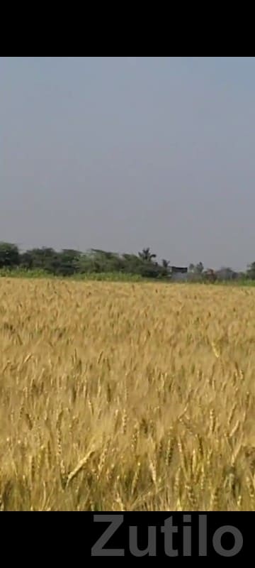 Fertile Agricultural Land in Talala - Land & Plots - Talala - Image 3