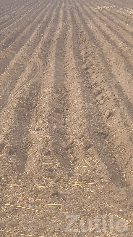 Fertile Agricultural Land in Visavadar Fertile Agricultural Land in Visavadar