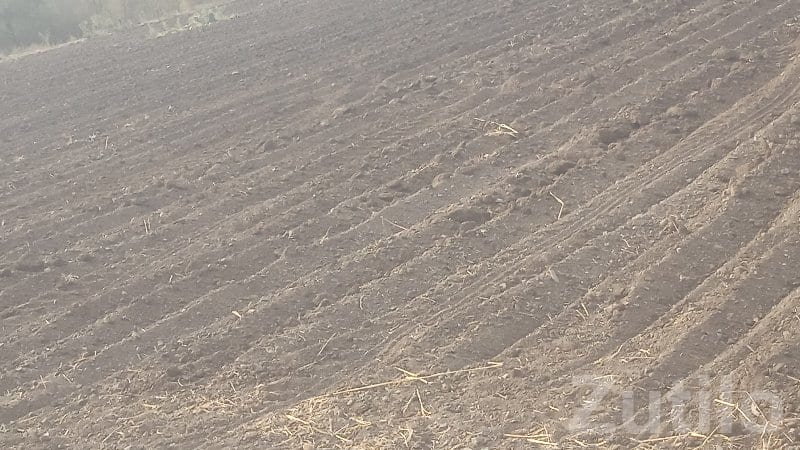 Fertile Agricultural Land in Visavadar - Land & Plots - Visavadar - Image 2