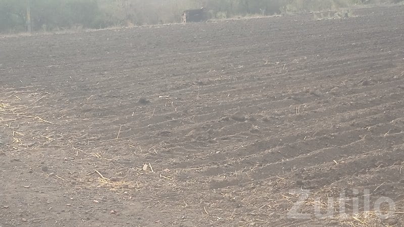 Fertile Agricultural Land in Visavadar - Land & Plots - Visavadar - Image 3