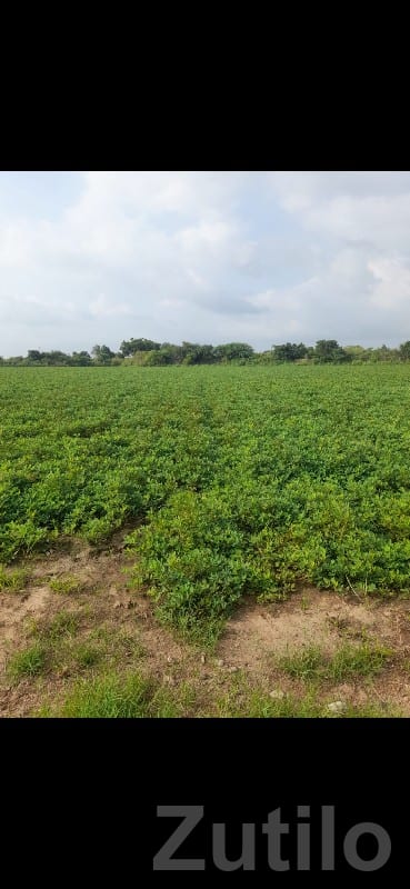Fertile Green Agricultural Land Plot - Land & Plots - Kalyanpur - Image 2