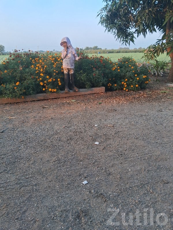 Talala Agricultural Land with Garden View - Land & Plots - Talala - Image 2