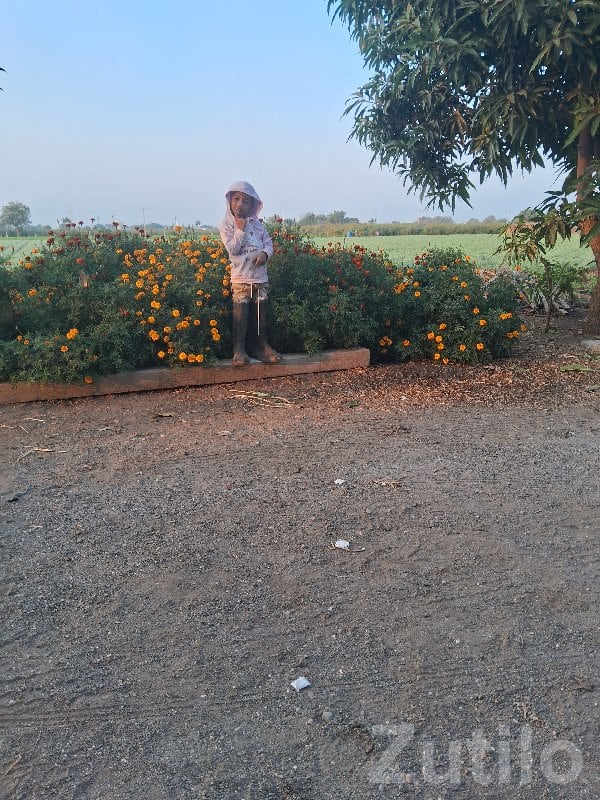 Talala Agricultural Land with Garden View - Land & Plots - Talala - Image 3