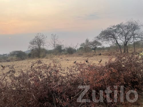 7 Bigha Agricultural Land Songadh