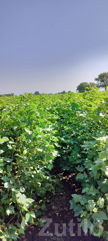 Fertile Green Farmland Plot for Sale Fertile Green Farmland Plot for Sale