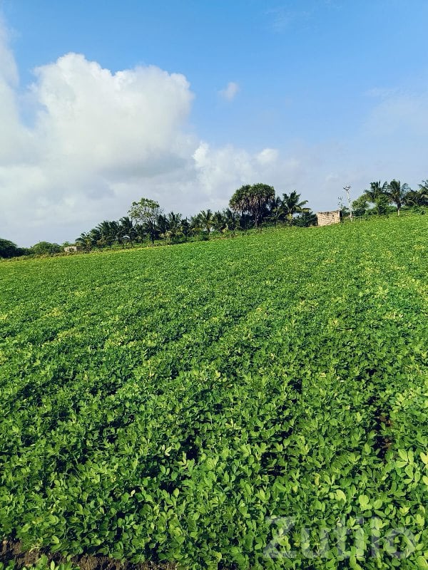 Irrigated Green Farmland for Sale - Land & Plots - Una - Image 2
