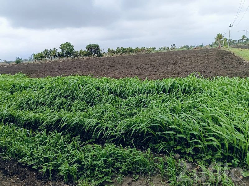 Irrigated Green Farmland for Sale - Land & Plots - Una - Image 3