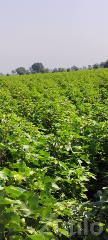Fertile Green Farmland Plot for Sale - જમીન અને પ્લોટ - ધોરાજી - Image 3