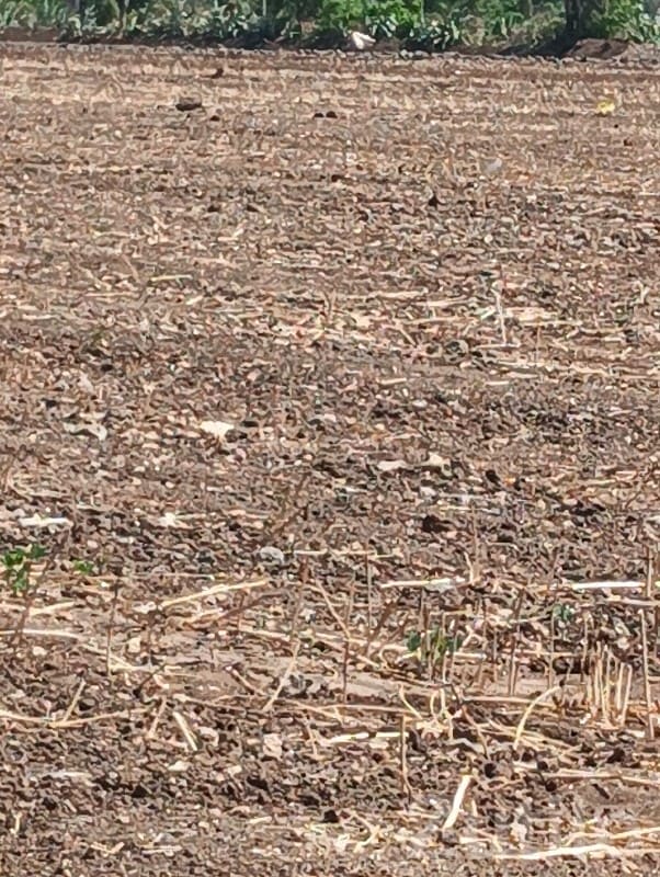 Fertile Open Agricultural Land Khambhalia - Land & Plots - Khambhalia - Image 3