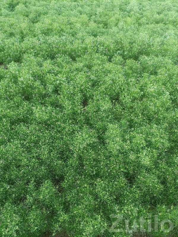 40 Vigha Fertile Agricultural Land - Land & Plots - Kalyanpur - Image 2