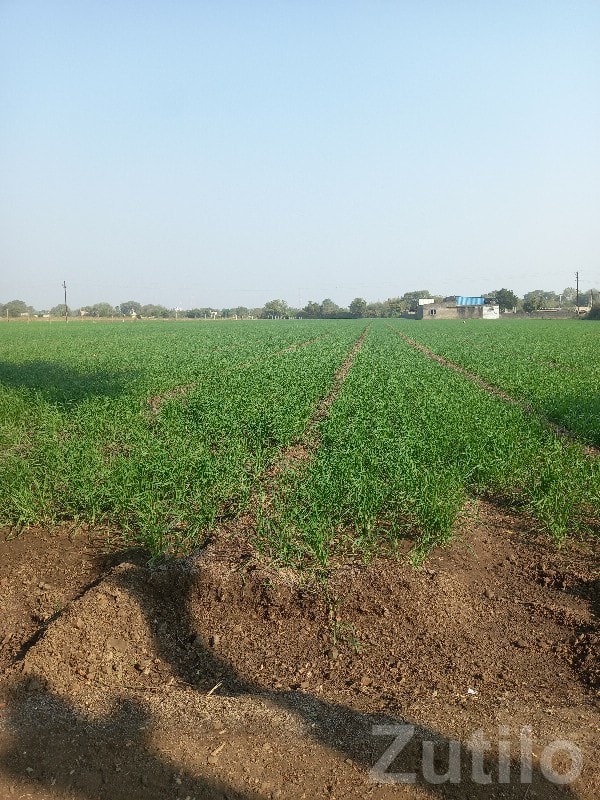 Fertile Agricultural Land in Jamjodhpur