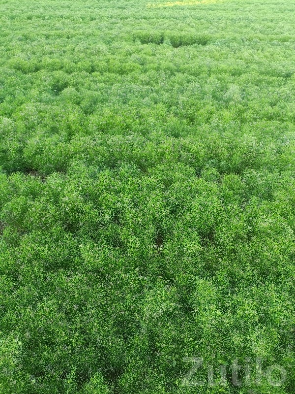 40 Vigha Fertile Agricultural Land - Land & Plots - Kalyanpur - Image 3