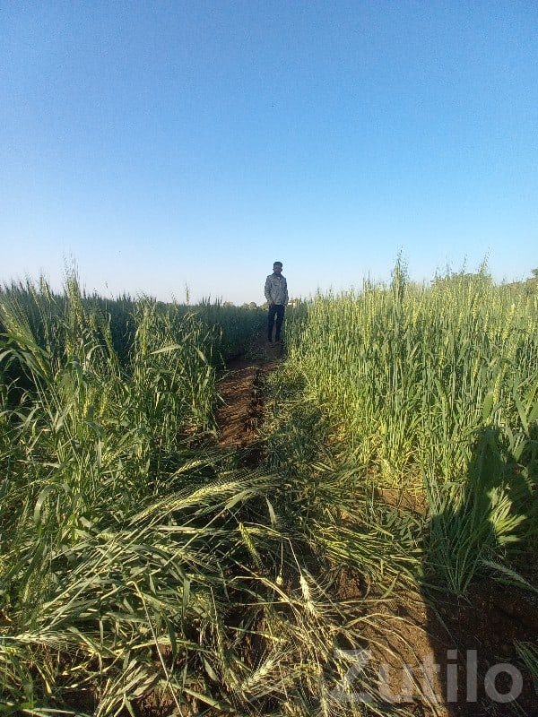 Fertile Agricultural Land in Jamjodhpur - Land & Plots - Jamjodhpur - Image 3