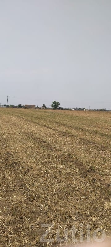 Fertile Agricultural Land with Well - Land & Plots - Keshod - Image 2