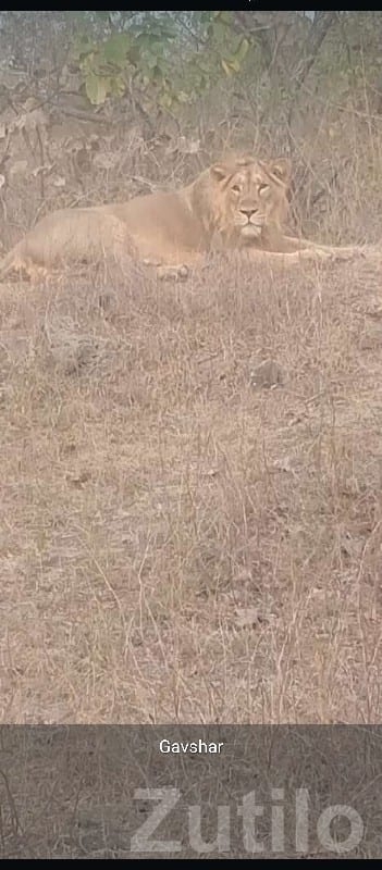 Wildlife View Land Plot near Forest Belt Wildlife View Land Plot near Forest Belt