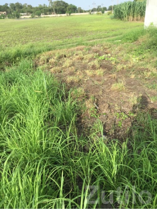 Fertile Agricultural Land for Lease - Land & Plots - Jamjodhpur - Image 2