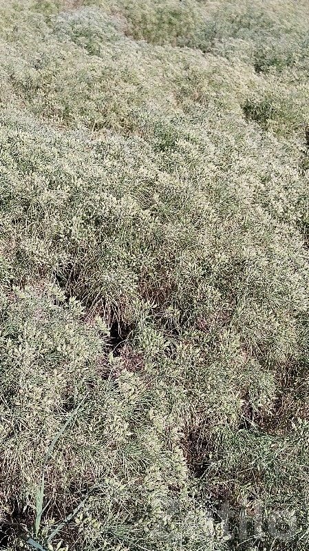 Fertile Agricultural Land for Sale