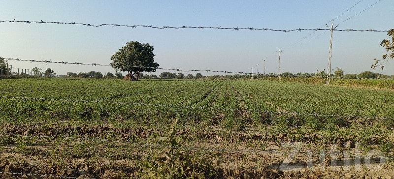 Fenced Agricultural Plot 2.5 Rod Tach Land - જમીન અને પ્લોટ - મીઠાપુર - Image 2