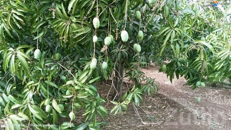 Talala Mango Orchard Farm Land Plot Talala Mango Orchard Farm Land Plot
