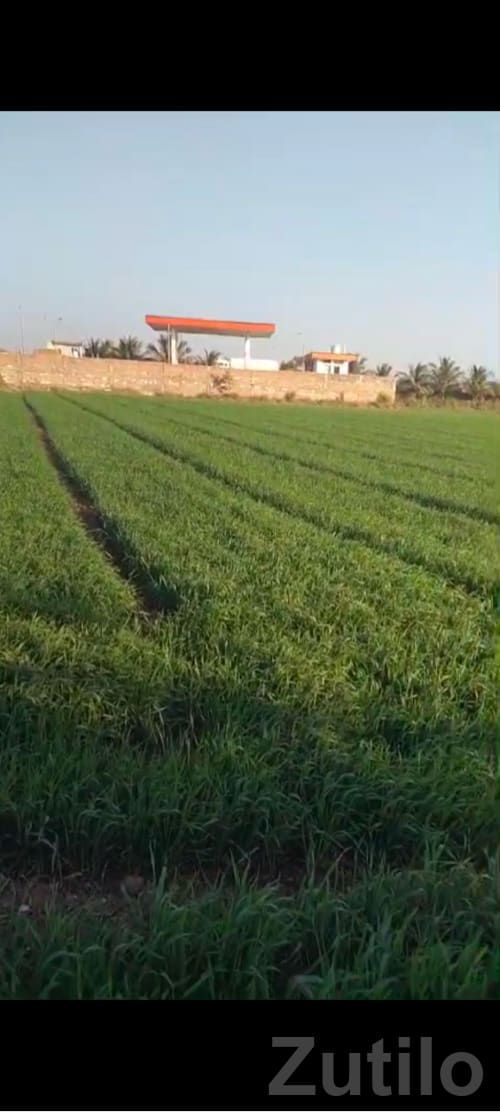 Fertile Roadside Agricultural Land Plot
