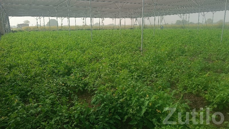 Greenhouse Farm Work Helper Needed Greenhouse Farm Work Helper Needed
