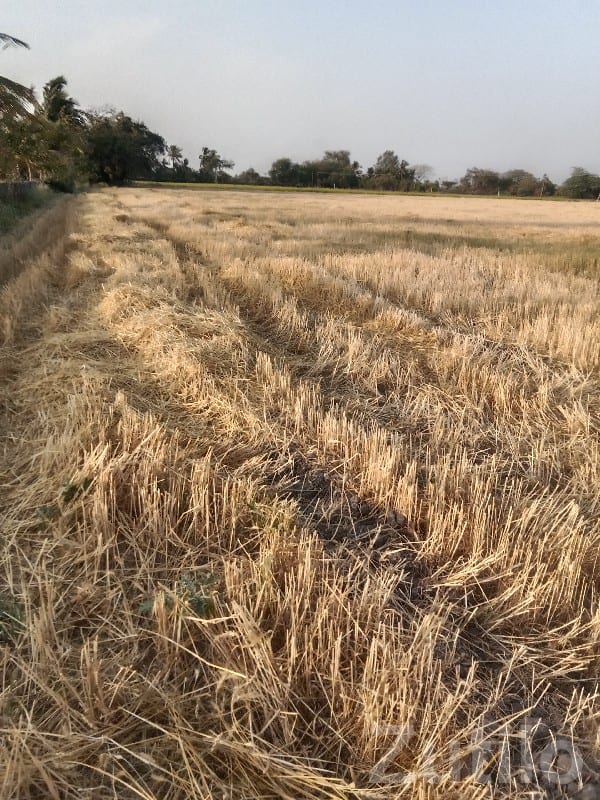 Fertile Agriculture Land Plot for Farming Fertile Agriculture Land Plot for Farming