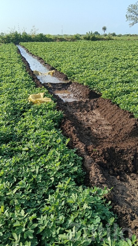 20 Vigha Fertile Agriculture Land Nearby Village